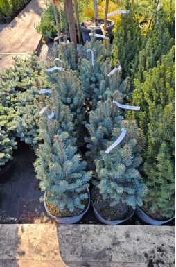 Ель колючая Изели Фастигиата (Iseli Fastigiate)