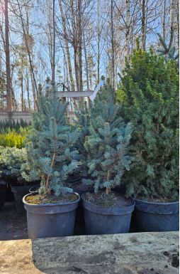 Ель колючая Изели Фастигиата (Iseli Fastigiate)