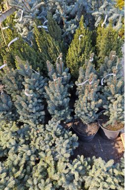 Ель колючая Изели Фастигиата (Iseli Fastigiate)