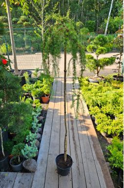 Лиственница японская Стифф Випер (Stiff Weeper Pa)