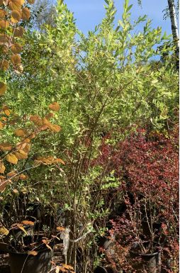 Ива цельнолистная Хакуро Нишики (Hakuro-Nishiki)