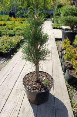 Сосна черная Грин Тауэр (Green tower)